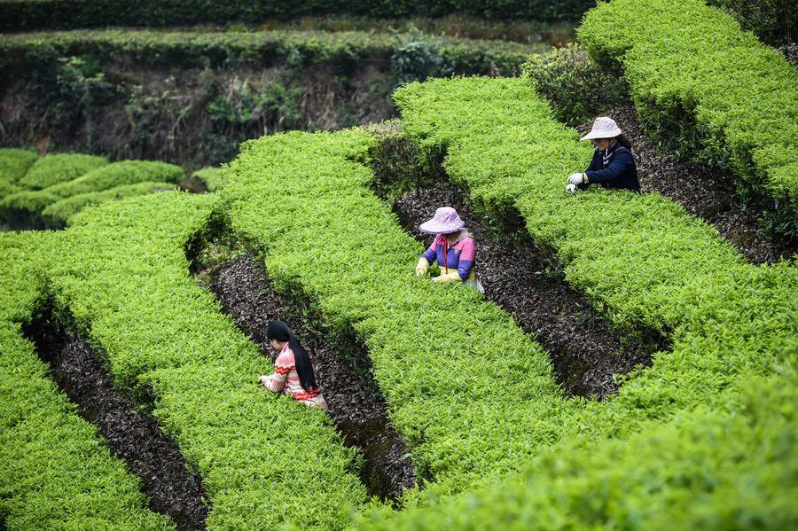 picking tea leaves 2.jpg